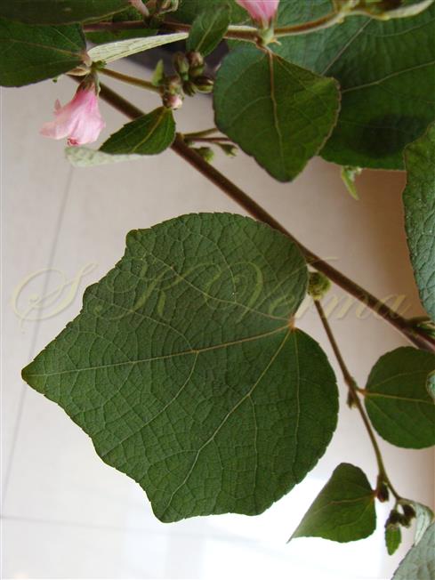  Leaf (Adaxial view)